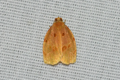 Archips rileyana