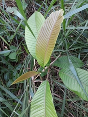 Doliocarpus