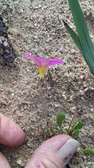 Oxalis monophylla