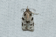 Cenopis vabroui