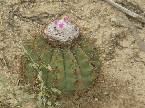 Image of Turk's Cap (Melocactus curvispinus) by (c) Luis G Restrepo, some rights reserved (CC BY)
