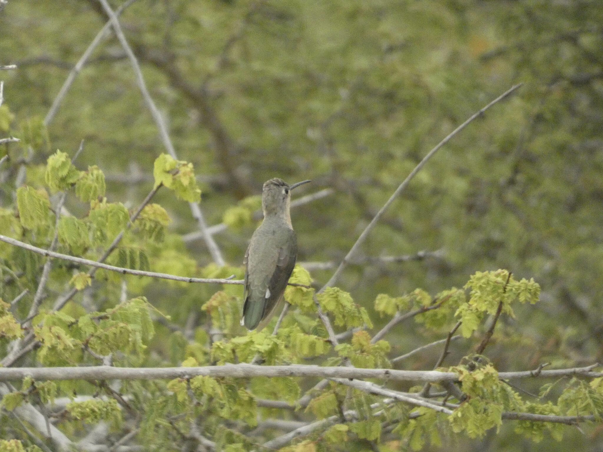Buffy Hummingbird (Leucippus fallax), photo 8