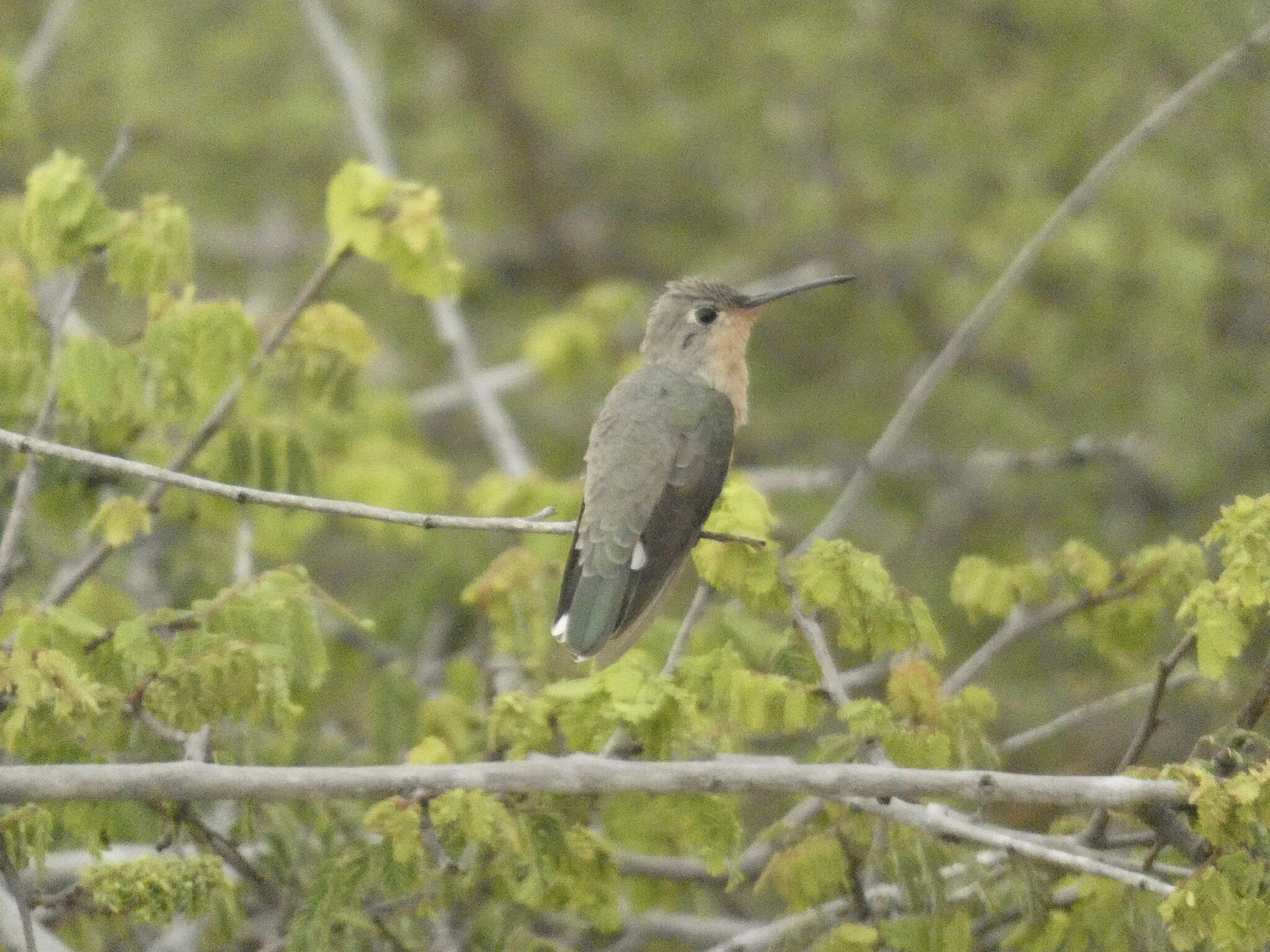 Buffy Hummingbird (Leucippus fallax), photo 7