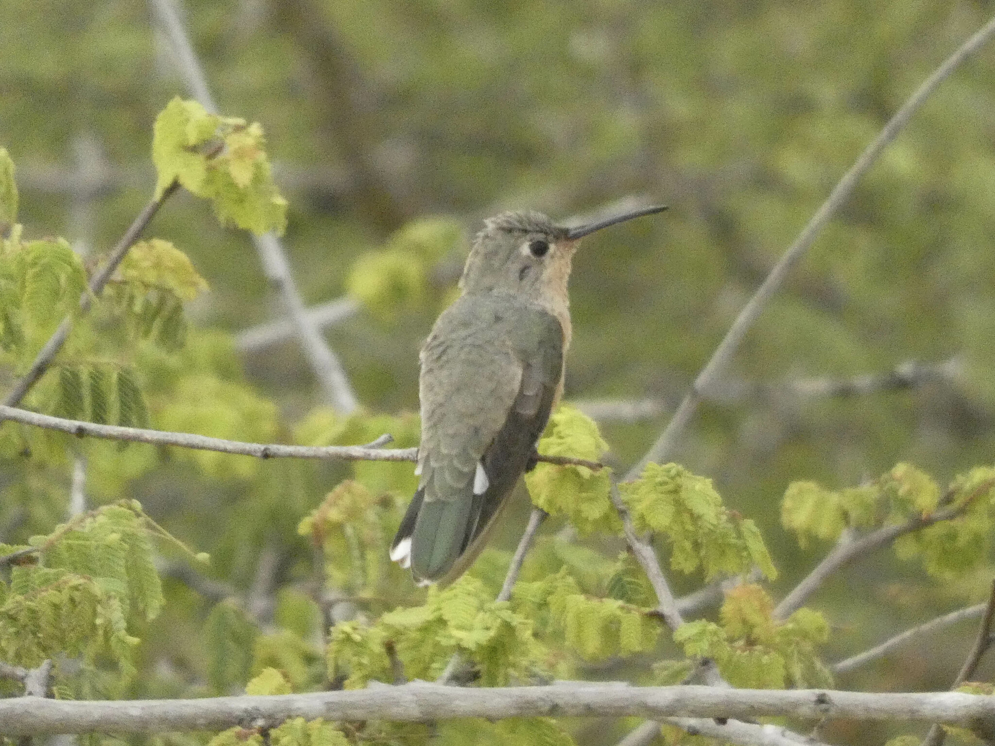 Buffy Hummingbird (Leucippus fallax), photo 6