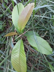 Doliocarpus