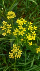 Bunias orientalis