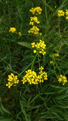 Bunias orientalis