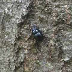 Anoplotrupes stercorosus