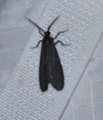 Lycomorpha splendens