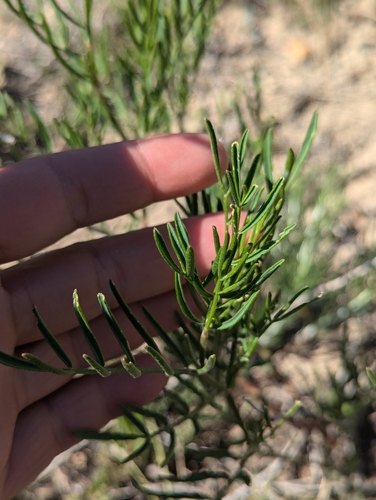 Image of Astragalus osterhoutii by (c) My-Lan Le, some rights reserved (CC BY)