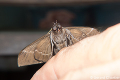 Ischyja hemiphaea