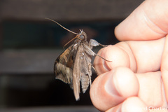 Ischyja hemiphaea