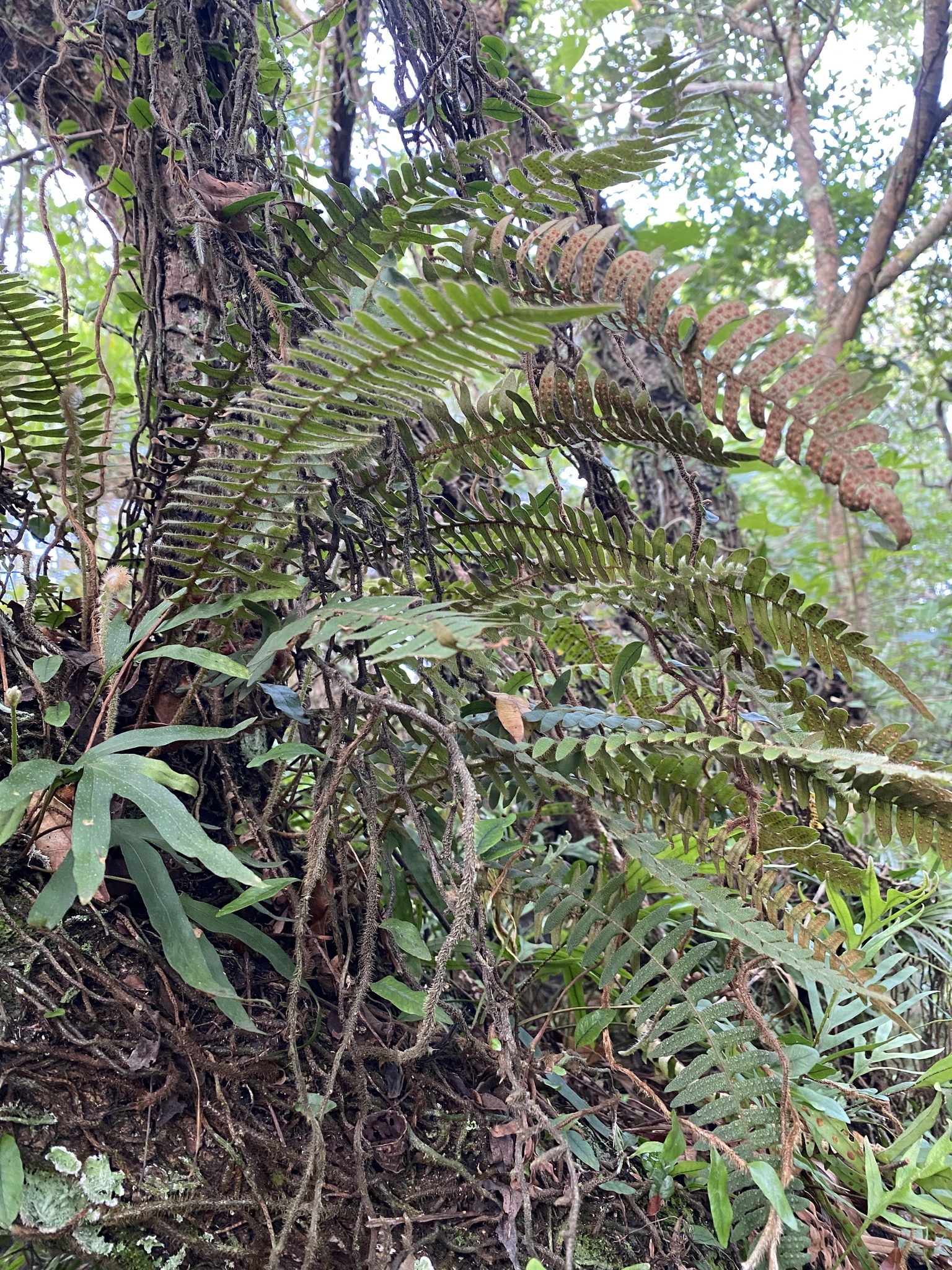 Pleopeltis hirsutissima