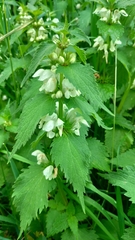 Lamium album
