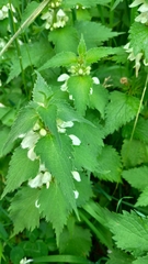 Lamium album
