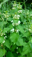 Lamium album