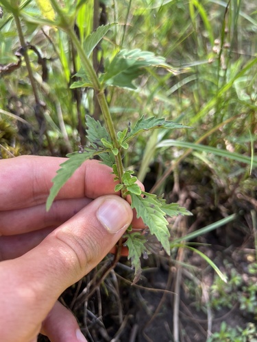 American water horehound (Lycopus americanus)