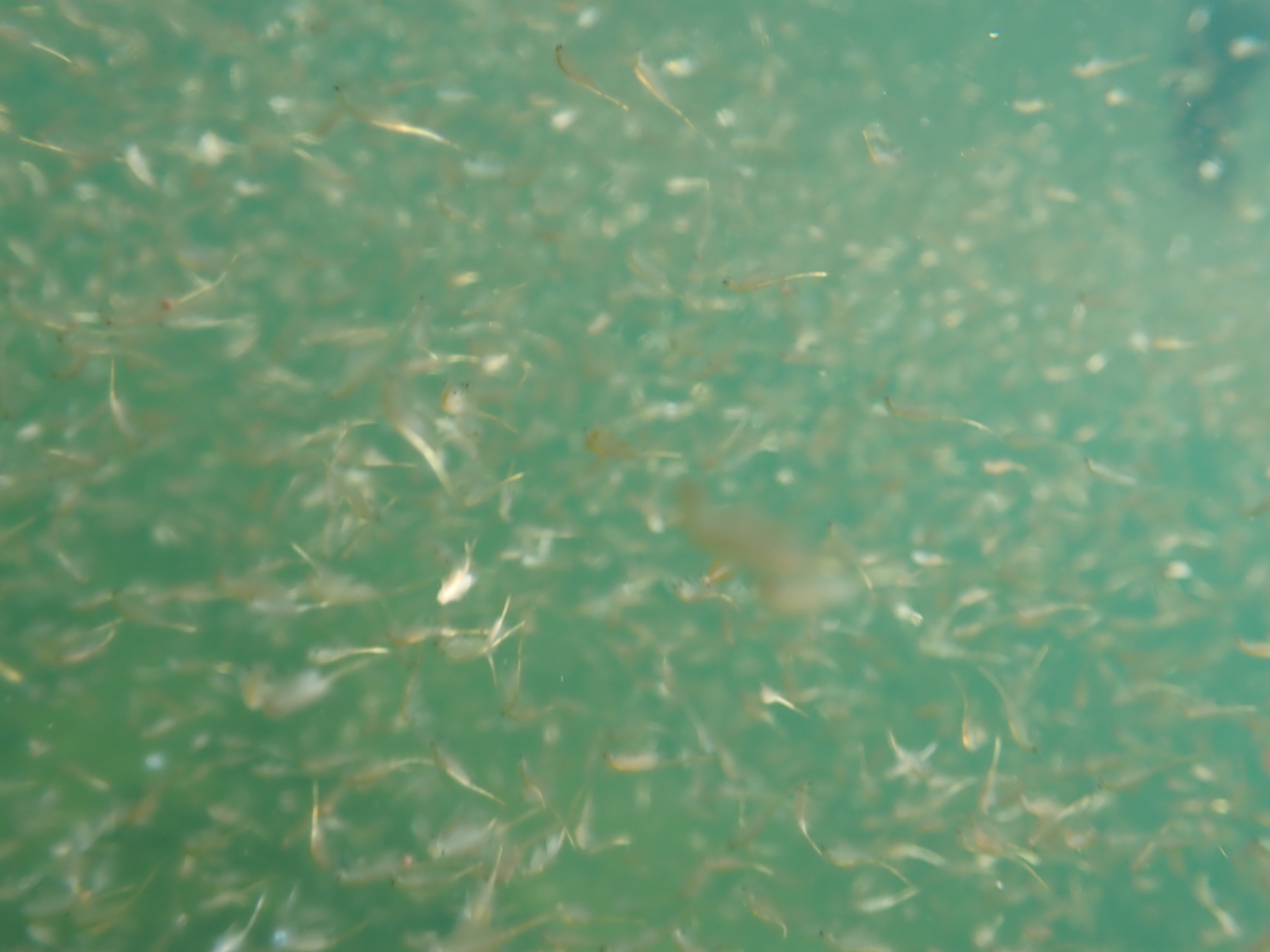 Artemia monica Verrill, 1869