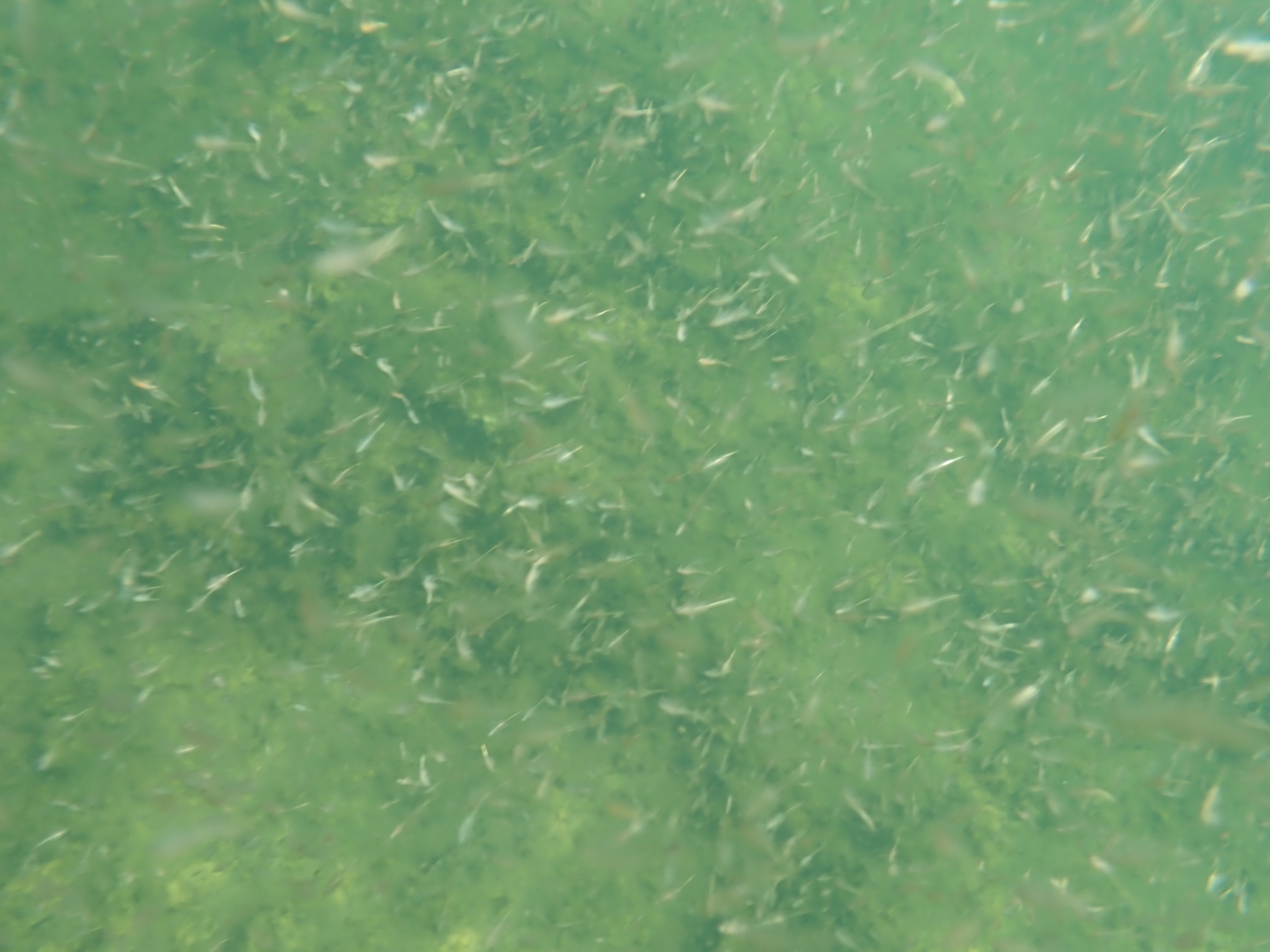 Artemia monica Verrill, 1869