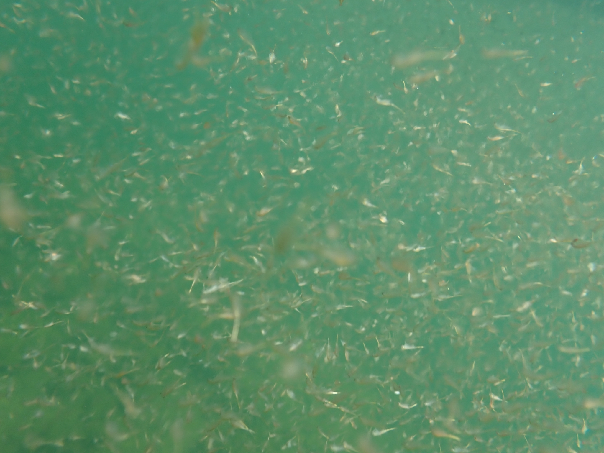 Artemia monica Verrill, 1869