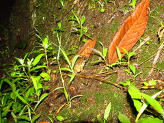 Leptodactylus ventrimaculatus