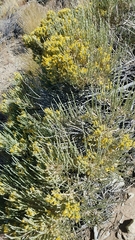Tetradymia glabrata