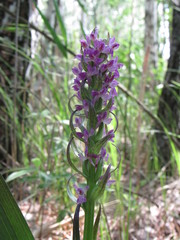 Dactylorhiza incarnata cruenta