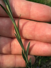 Linum perenne