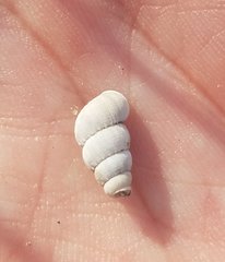 Chondropoma