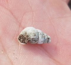Chondropoma