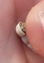 Chondropoma