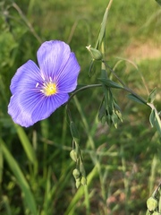 Linum perenne