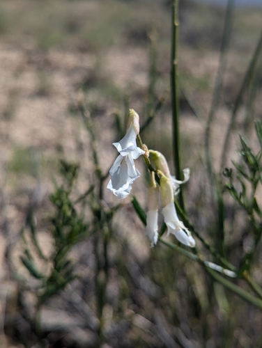 Image of Astragalus osterhoutii by (c) My-Lan Le, some rights reserved (CC BY)