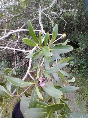Image of Quillaja lancifolia by no rights reserved