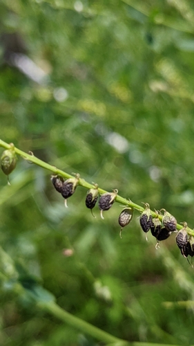 Image of Melilotus suaveolens by (c) 許文俊, some rights reserved (CC BY-SA)