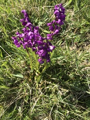 Anacamptis morio morio