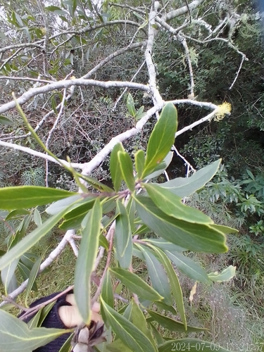 Image of Quillaja lancifolia by no rights reserved