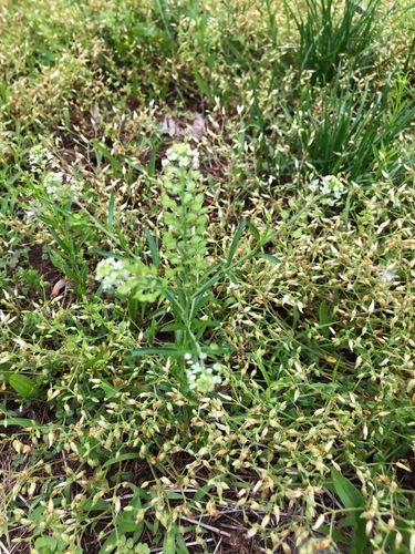 photo of Virginia Pepperweed (Lepidium virginicum)