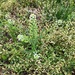 photo of Virginia Pepperweed (Lepidium virginicum)