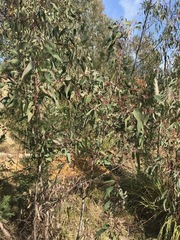 Eucalyptus camaldulensis