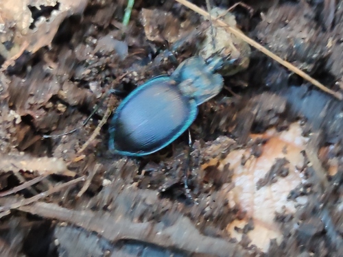 Mexican Snail-eating Beetle