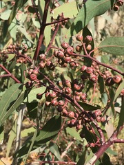 Eucalyptus camaldulensis