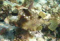 Lactophrys bicaudalis