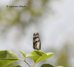 Pseudacraea lucretia expansa