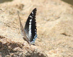 Charaxes achaemenes