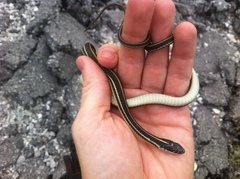 Thamnophis proximus proximus
