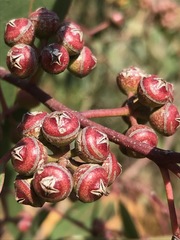 Eucalyptus camaldulensis