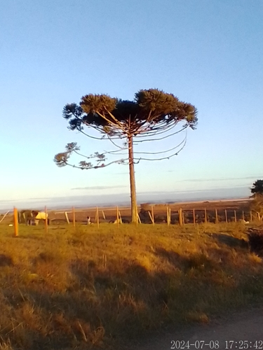 Araucaria angustifolia