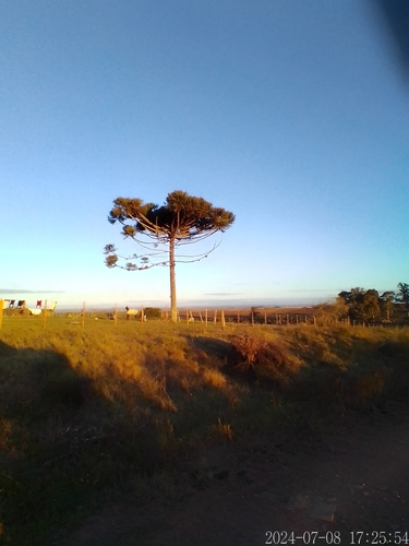 Araucaria angustifolia