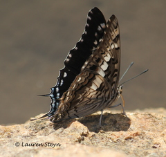 Charaxes achaemenes